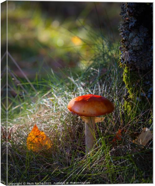 Red mushroom in green forest Canvas Print by Paulo Rocha