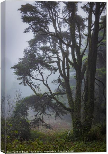 Fog in the forest Canvas Print by Paulo Rocha