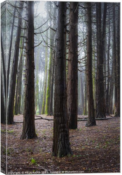 A woodland scene with fog Canvas Print by Paulo Rocha