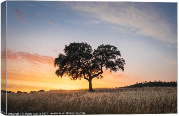 Lonely tree at sunset Canvas Print by Paulo Rocha