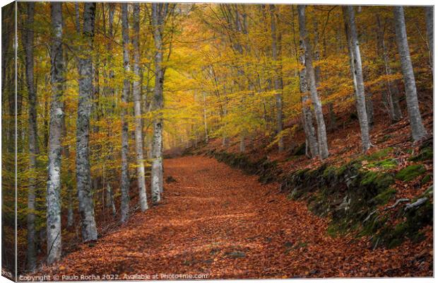 Beautiful autumn forest landscape in Manteigas, Portugal Canvas Print by Paulo Rocha
