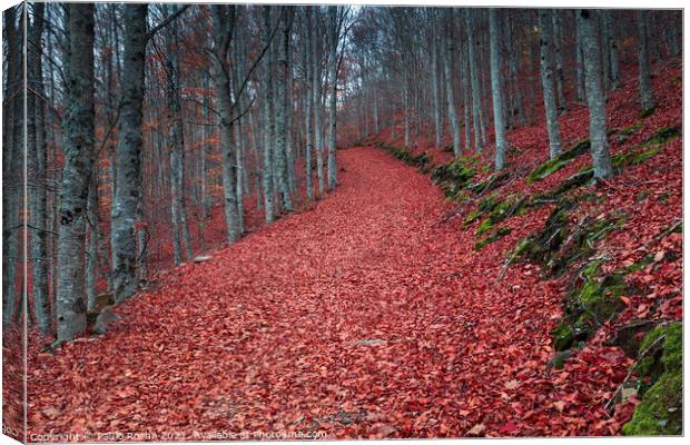 Autumn forest path with beech trees Canvas Print by Paulo Rocha