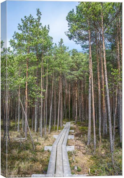 Wooden trail in forest Canvas Print by Maria Vonotna