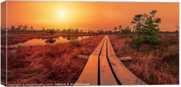 Sunset over bog with wooden path, small ponds and pine trees. Co Canvas Print by Maria Vonotna
