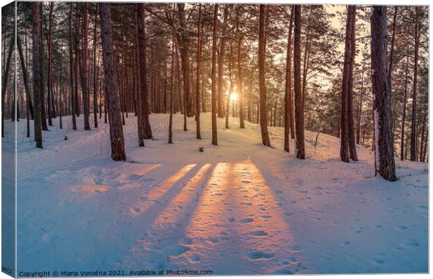 Sunset in winter snowy forest Canvas Print by Maria Vonotna