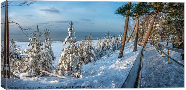 Snowy spruce trees in forest near sea coast Canvas Print by Maria Vonotna