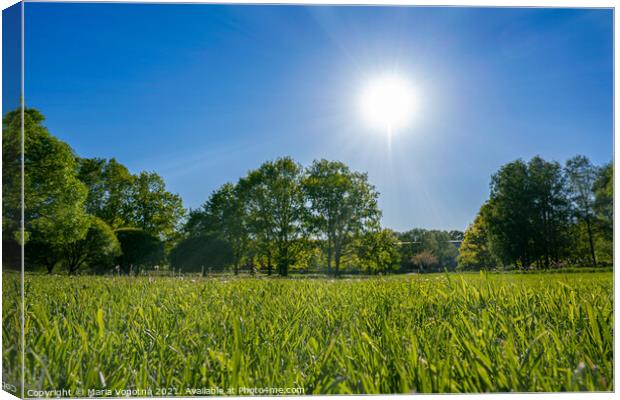 Green grass in park during sunny day Canvas Print by Maria Vonotna