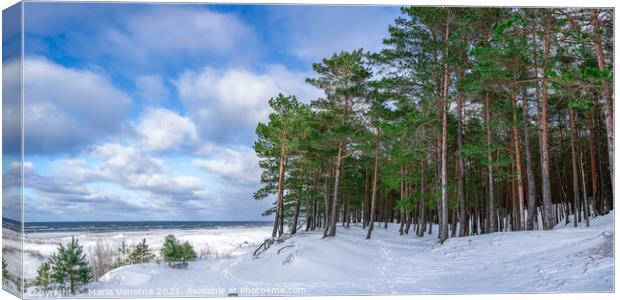 Snowy sea coast with pine forest in winter Canvas Print by Maria Vonotna