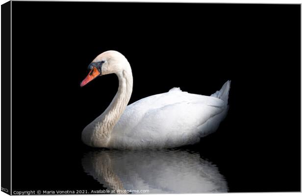 White swan with reflection in the water on black Canvas Print by Maria Vonotna