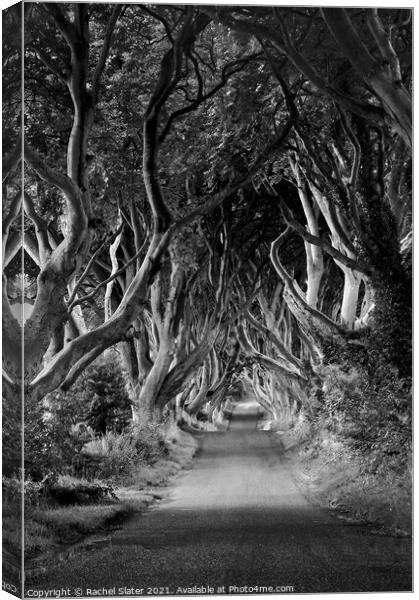 Tree lined avenue  Canvas Print by Rachel Harris