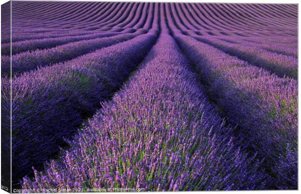 Lavender Fields Canvas Print by Rachel Harris