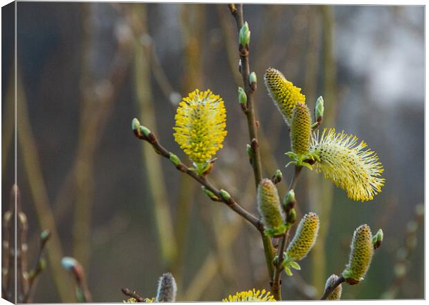 Enjoying early spring Canvas Print by Juergen Hess