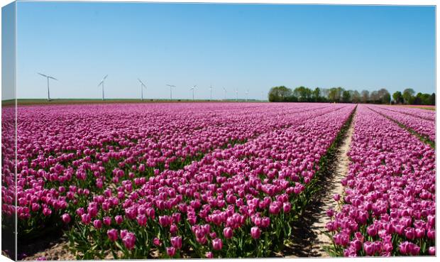 Dutch tulip fields Canvas Print by Juergen Hess