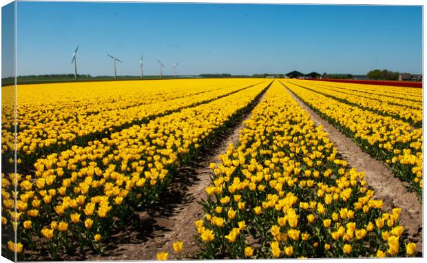 Another Dutch tulip field Canvas Print by Juergen Hess