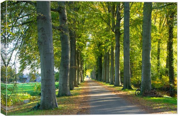 Walking on  the sunshine lane in October  Canvas Print by Juergen Hess