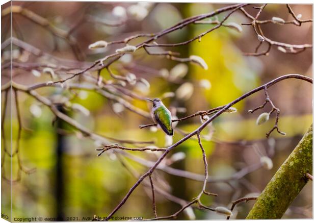 Beautiful Anna's hummingbird (Calypte anna) perching on branch sunny late winter day Canvas Print by eacmich 