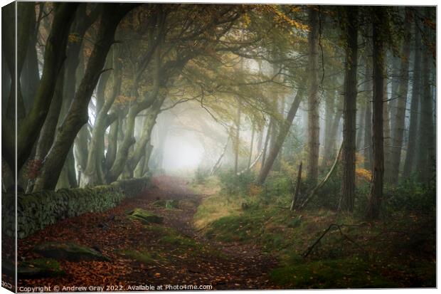 Autumn Woodland Canvas Print by Andy Gray