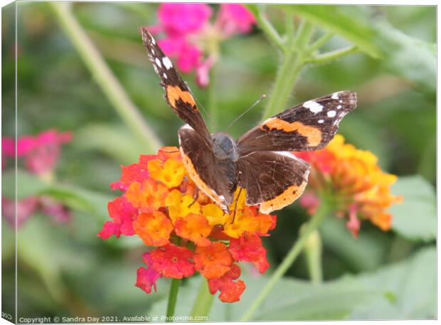 Red Admiral on flower Canvas Print by Sandra Day