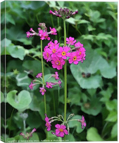 Pink Flower at Water Garden Canvas Print by Sandra Day