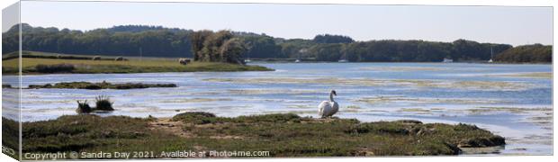 Swan at Wootton Creek, Panoramic. Canvas Print by Sandra Day