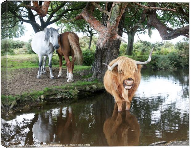 Cow in pond Canvas Print by Sandra Day