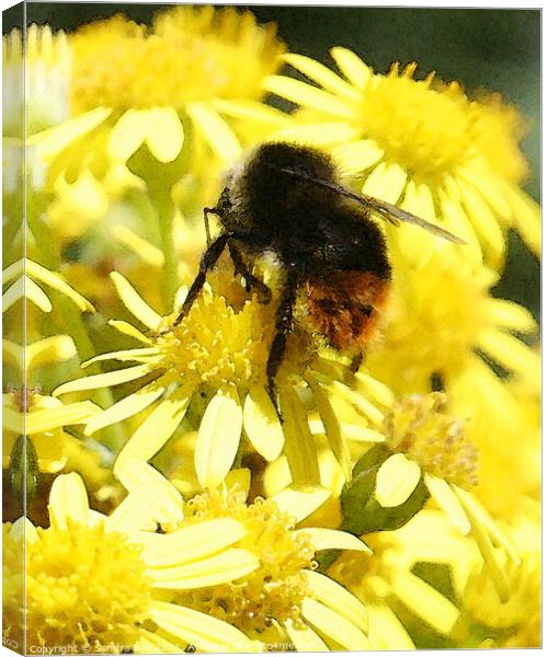 Bee on yellow flower Canvas Print by Sandra Day