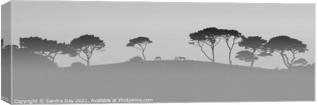 Horses on the Hill BW Cornwall Canvas Print by Sandra Day
