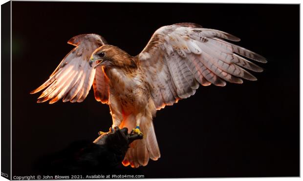 Birds of Prey - Aplomado Falcon Buzzard Canvas Print by johnseanphotography 
