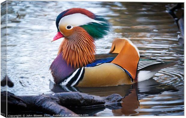 A male Mandarin Duck in Kelsey Park, Beckenham Canvas Print by johnseanphotography 