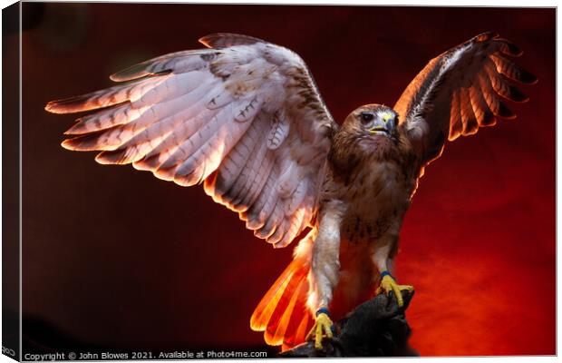 Birds of Prey - Aplomado Falcon Buzzard Canvas Print by johnseanphotography 