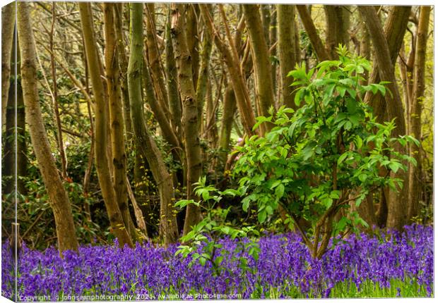 Bluebells at Riverhill Gardens, Sevenoaks Canvas Print by johnseanphotography 