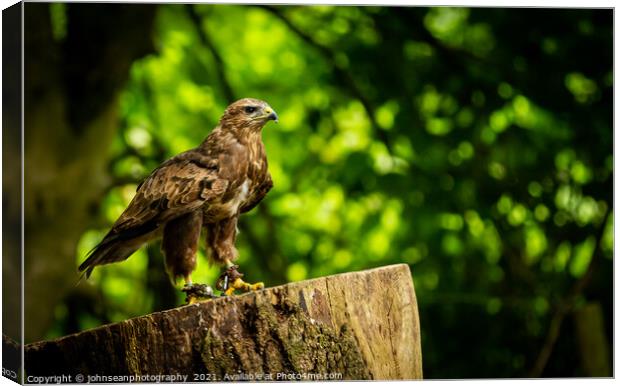A Hawk from the Birds of Prey at Willows Canvas Print by johnseanphotography 