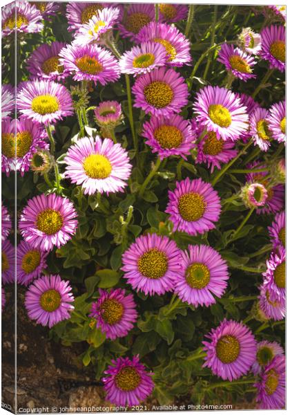 Michaelmas Daisies or Asters, growing freely in a wall along the roadside in Sidmouth, Devon Canvas Print by johnseanphotography 