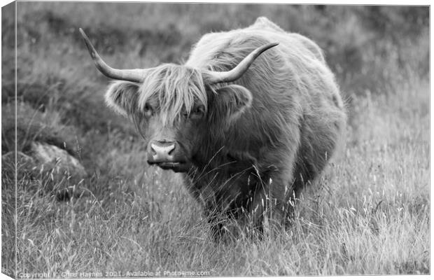 A Highland cow standing on top of a dry grass fiel Canvas Print by Chris Haynes