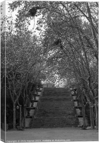 Tree lined steps Canvas Print by Chris Haynes