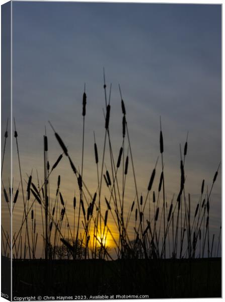 Reeds in the sunset Canvas Print by Chris Haynes