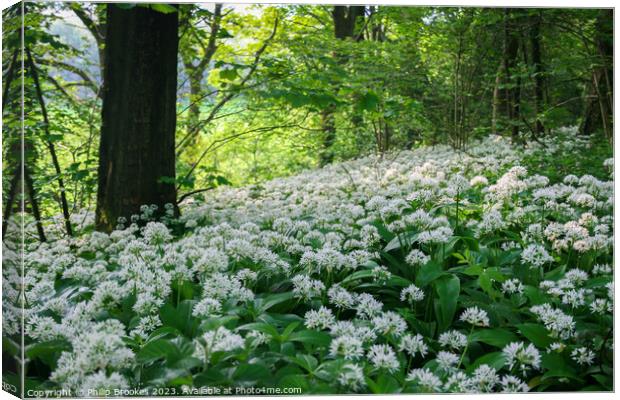 Silverdale Ramsons Canvas Print by Philip Brookes