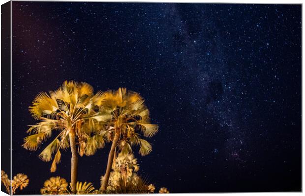 Palm Tree and Night Sky with Palms Canvas Print by Dietmar Rauscher