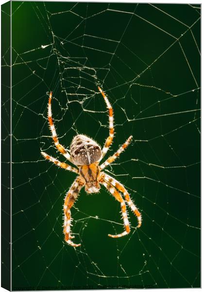 European Garden Spider or Diadem Spider in its Web Close Up Canvas Print by Dietmar Rauscher
