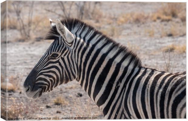 Burchells Zebra Head in Etosha National Park Canvas Print by Dietmar Rauscher