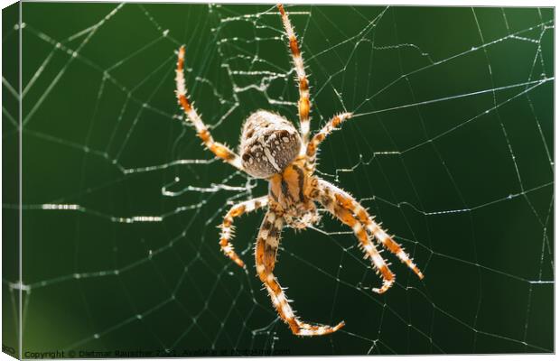 European Garden Spider or Diadem Spider in its Web Close Up Canvas Print by Dietmar Rauscher