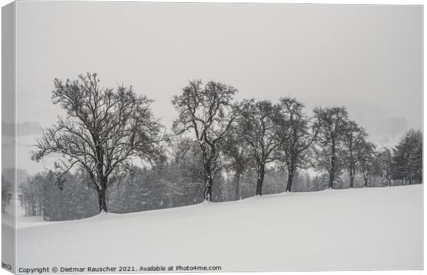 Bare Pear Trees in Winter with Snow in the Mostviertel, Lower Au Canvas Print by Dietmar Rauscher