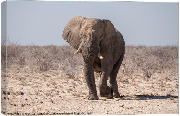 African Elephant in Etosha National Park, Namibia Canvas Print by Dietmar Rauscher