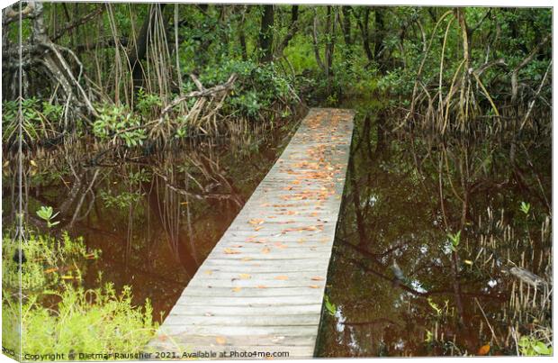 Boardwalk over a Pond in the Everglades, Florida Canvas Print by Dietmar Rauscher