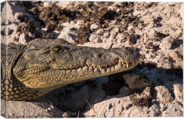 Nile Crocodile Head Close Up Canvas Print by Dietmar Rauscher