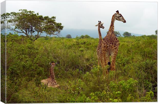 Funny Baby Giraffe in Tanzania Canvas Print by Dietmar Rauscher