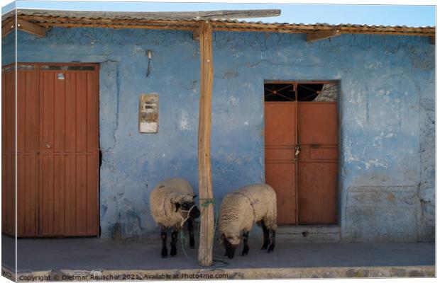 Sheep on Front Porch in Colca Valley, Peru Canvas Print by Dietmar Rauscher
