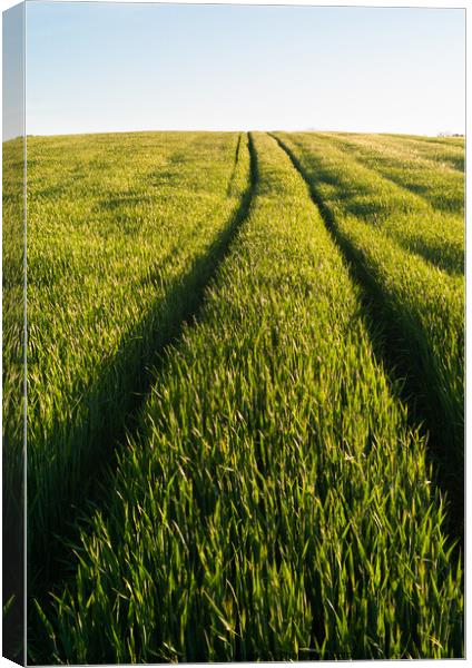 Tracks in the a Green Wheat Field in Spring  Canvas Print by Dietmar Rauscher