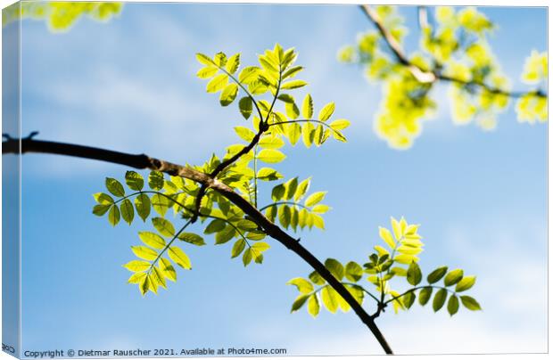 Twig with Lush Green Beech Tree Leaves Canvas Print by Dietmar Rauscher