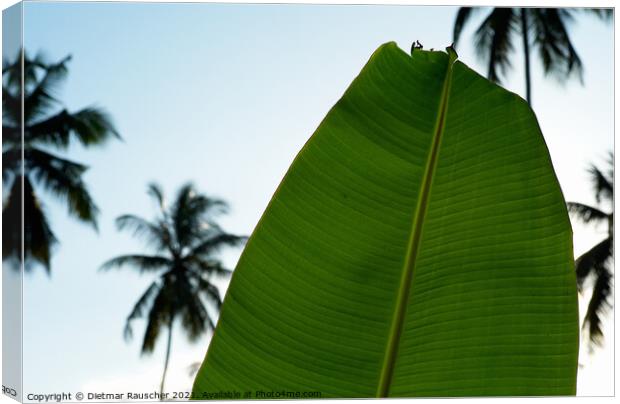 Green Banana Leaf, Palm Trees  Canvas Print by Dietmar Rauscher